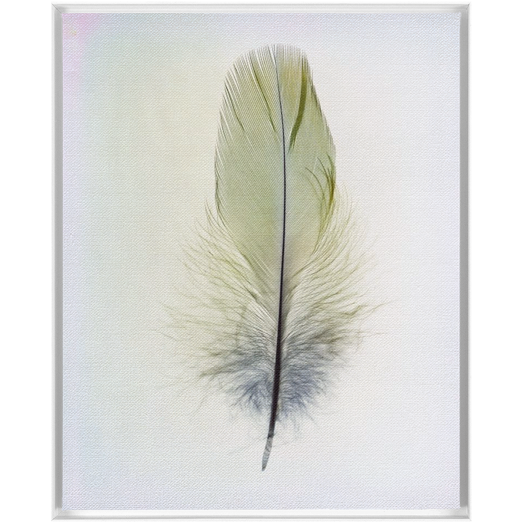 Feather Study