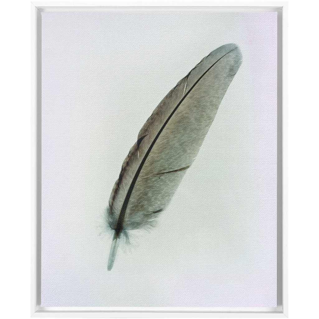 Feather Study