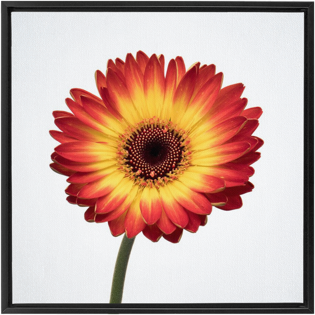 Flaming Gerbera