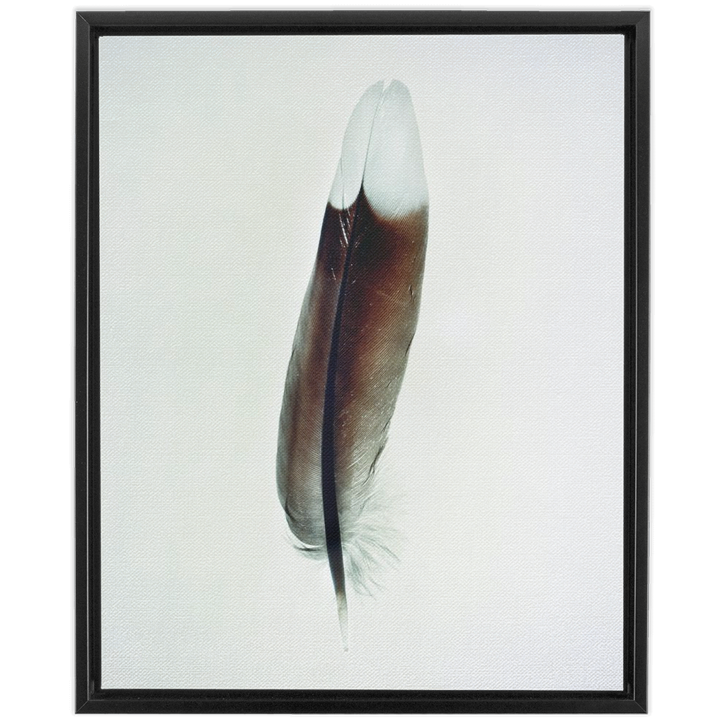 Feather Study