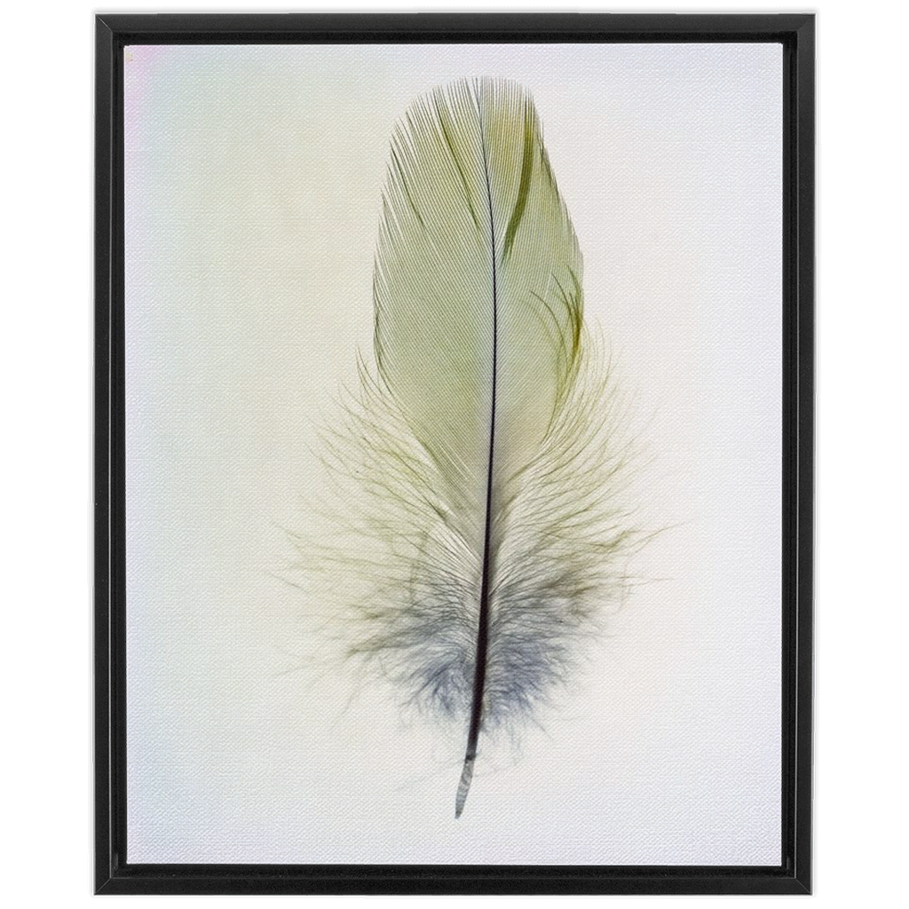 Feather Study