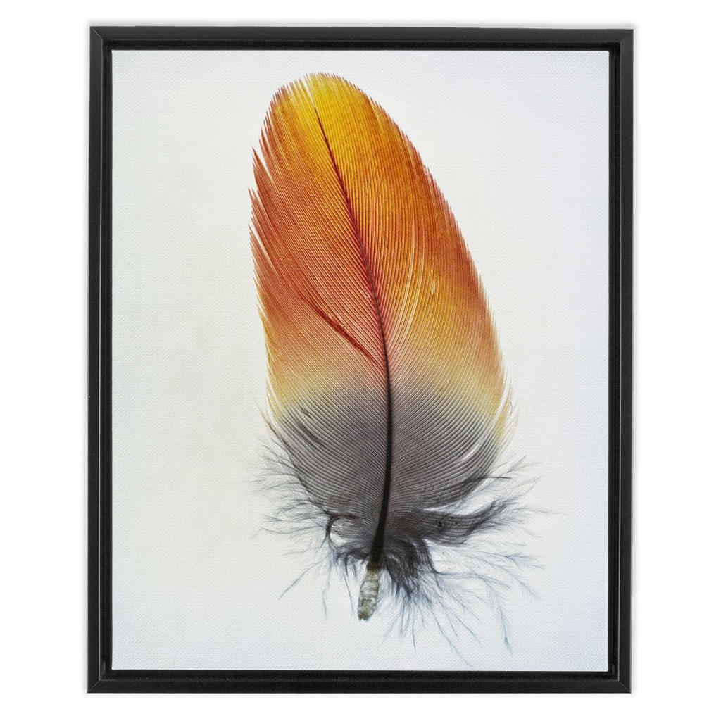 Feather Study
