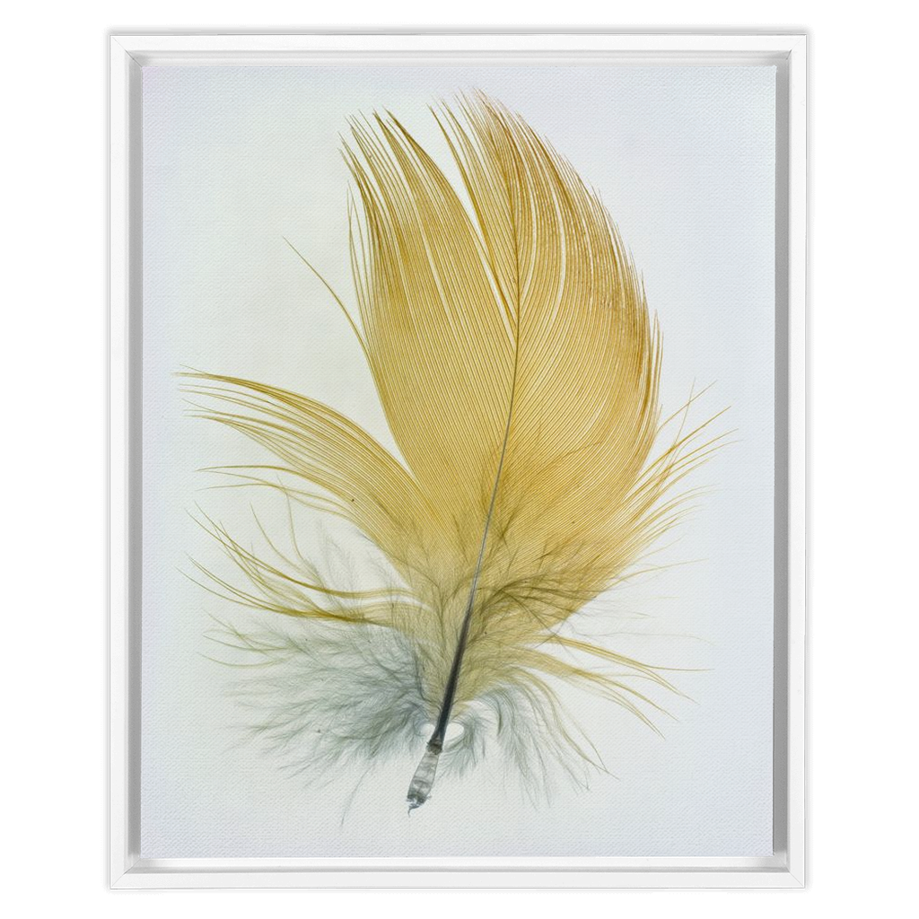 Feather Study