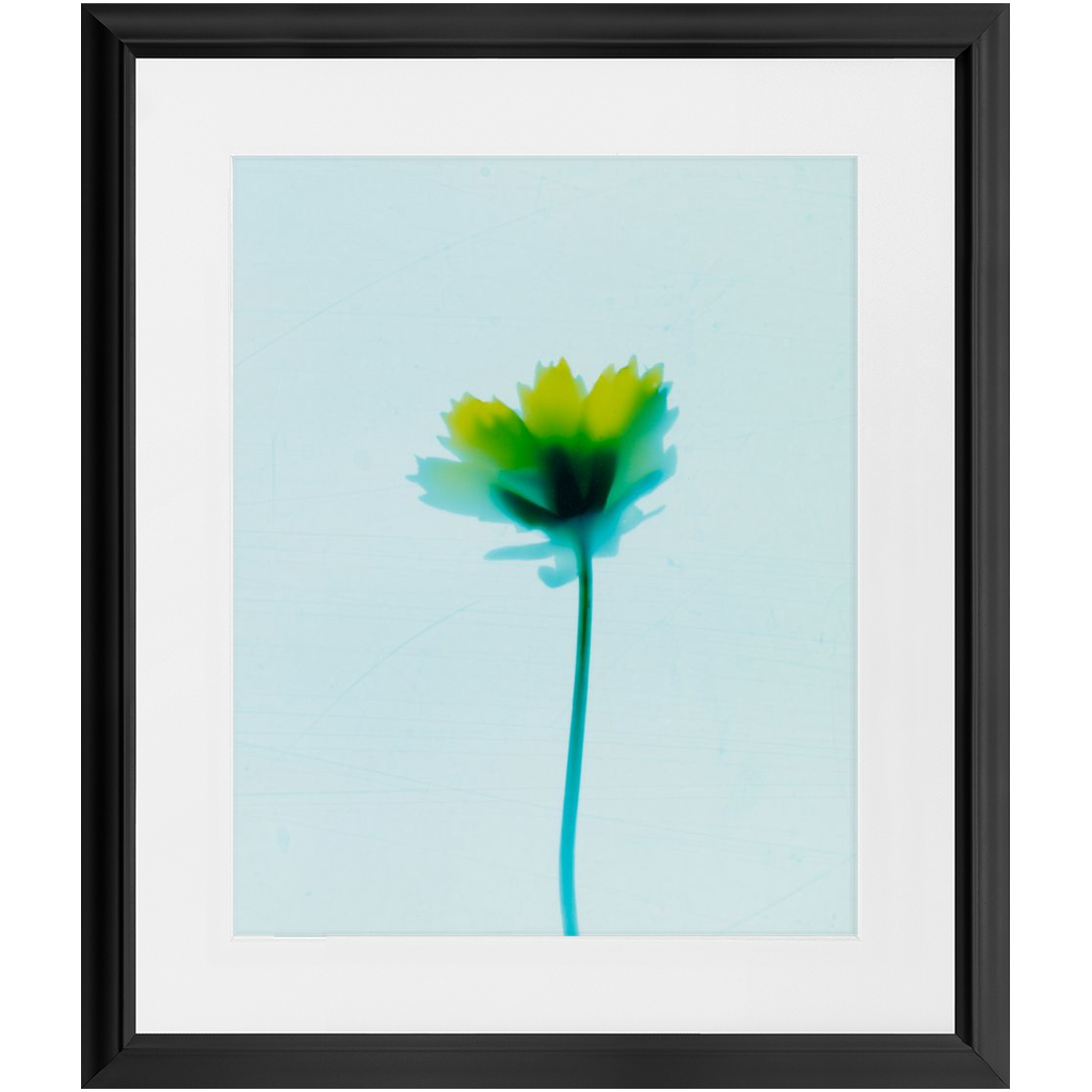 Polaroid Colour Study