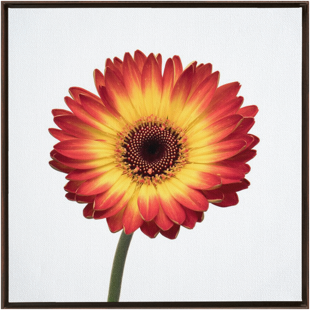 Flaming Gerbera