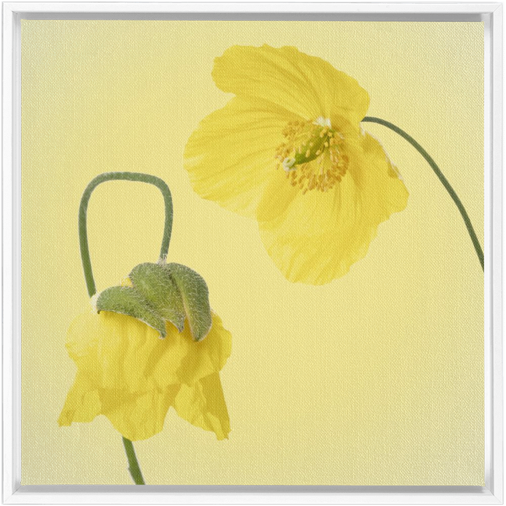 Two Yellow Poppies