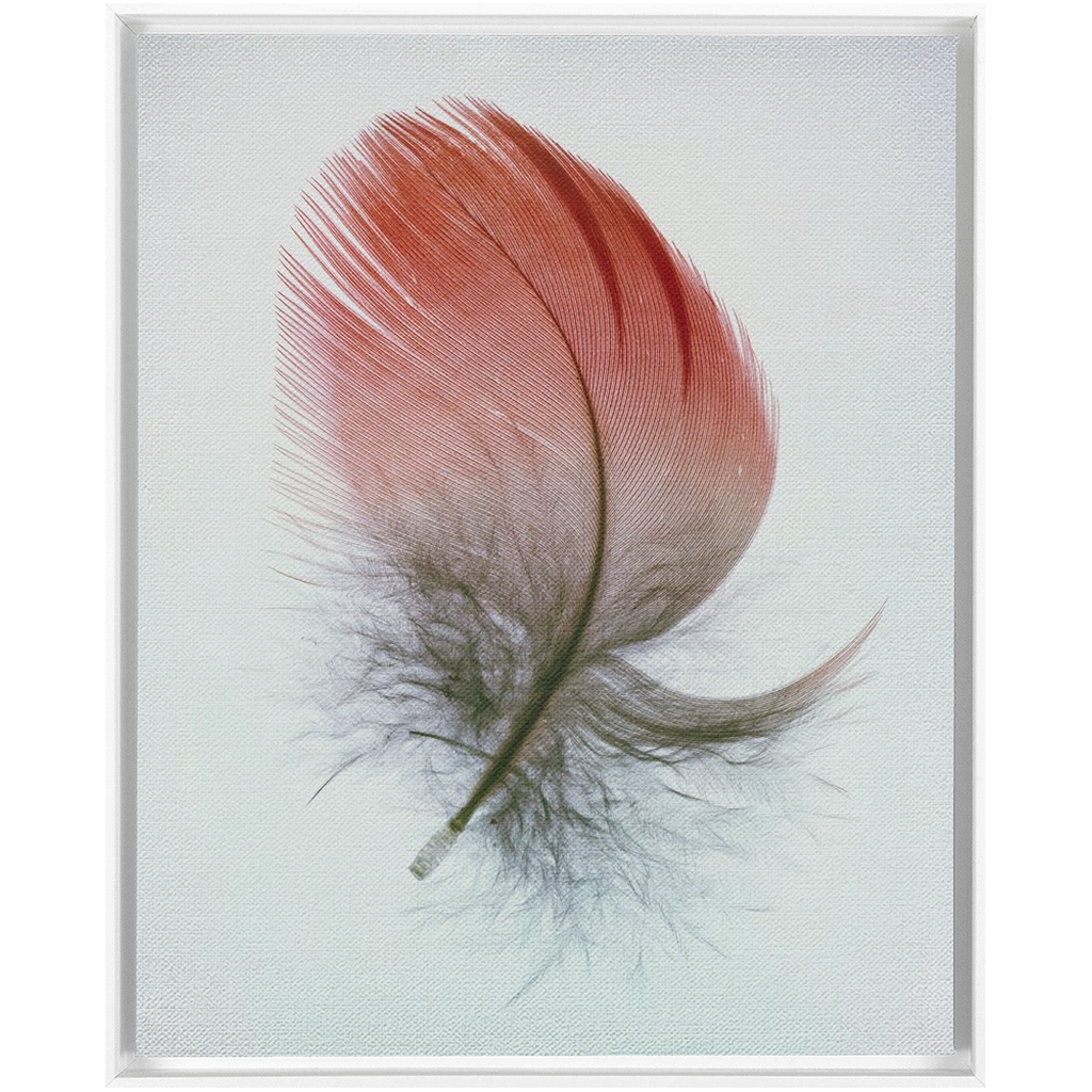 Feather Study