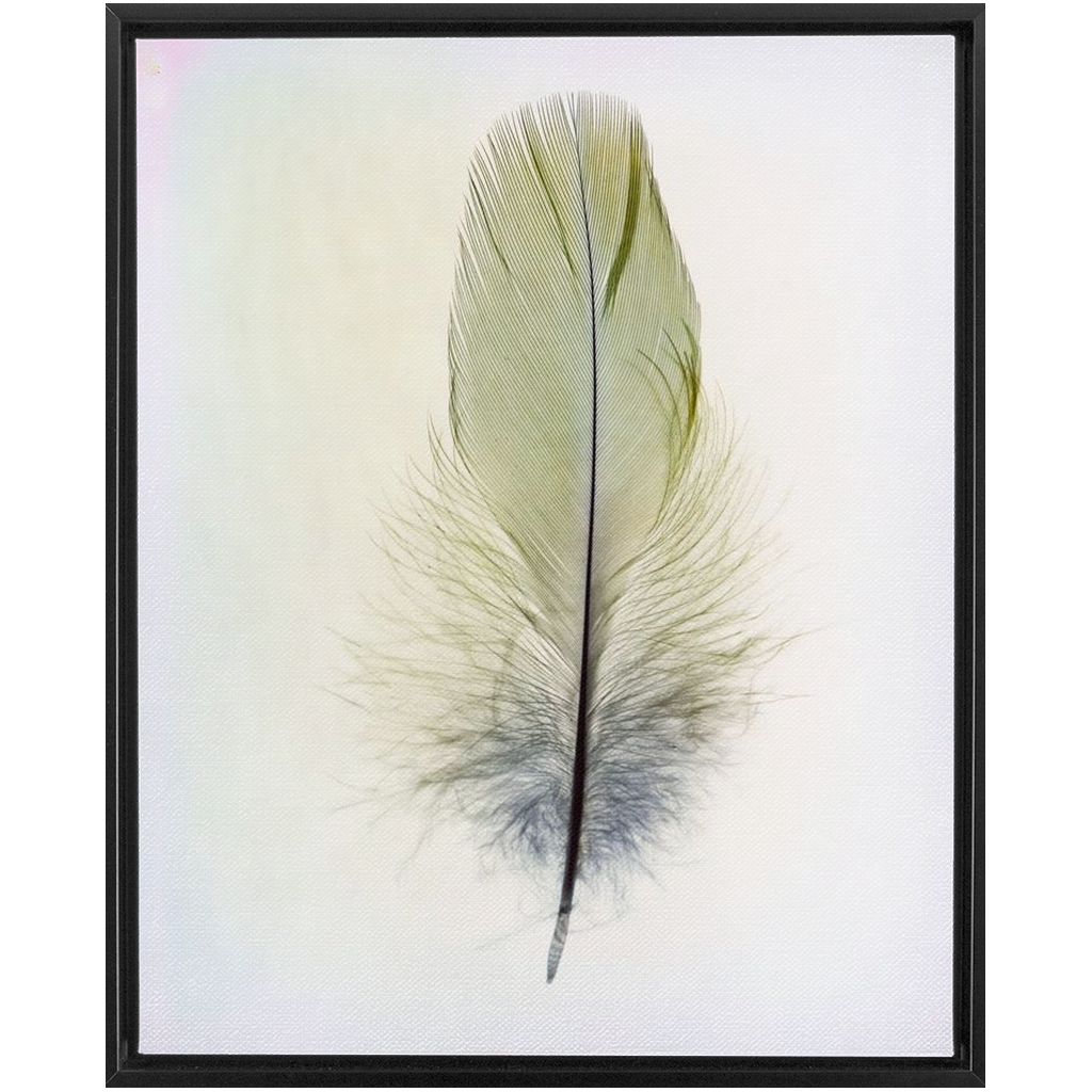 Feather Study