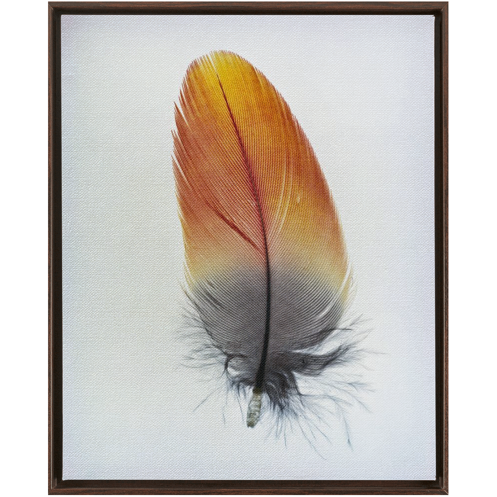 Feather Study