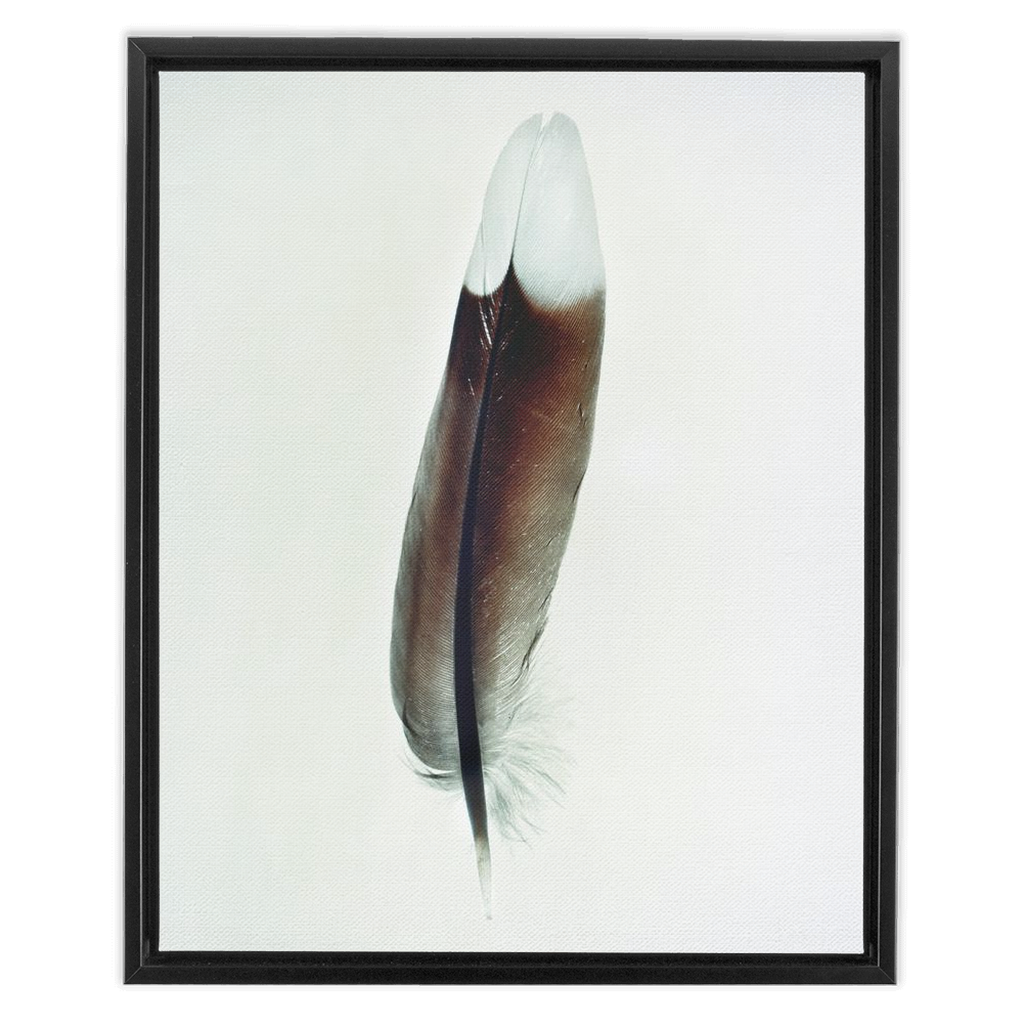 Feather Study