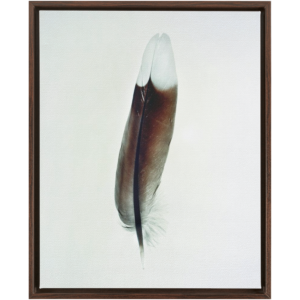 Feather Study