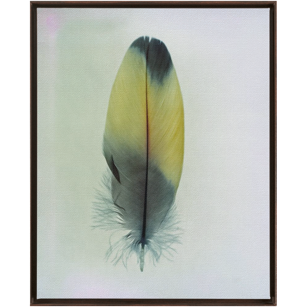 Feather Study
