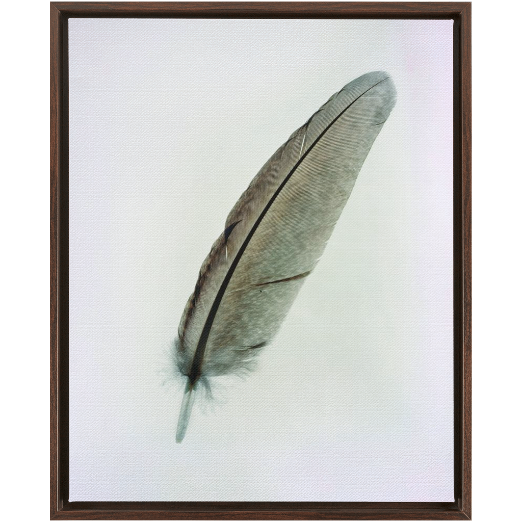 Feather Study