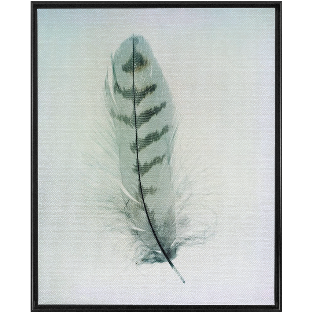 Feather Study