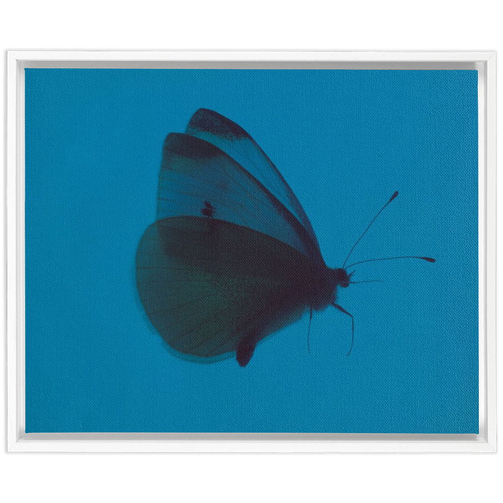 Butterfly Study
