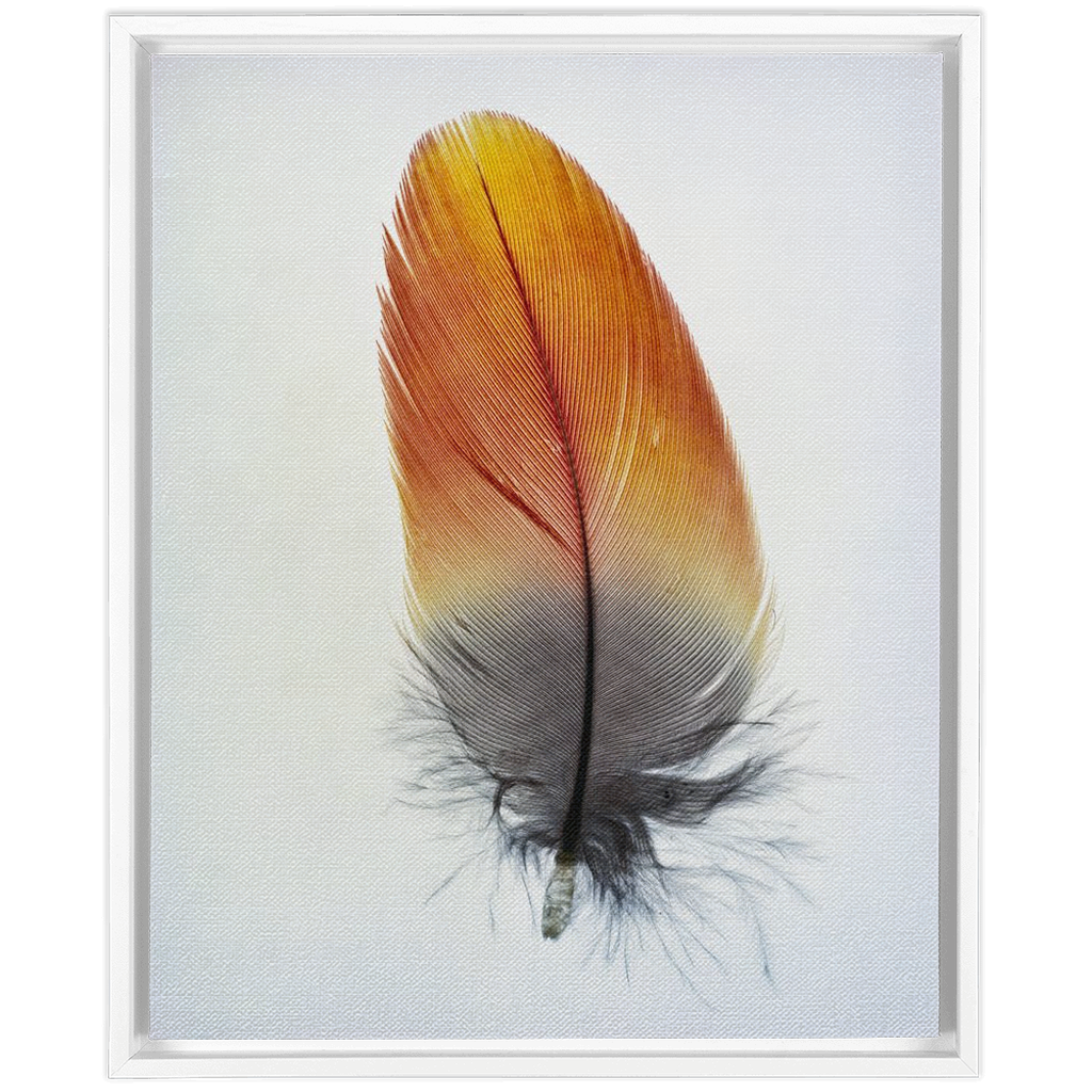 Feather Study