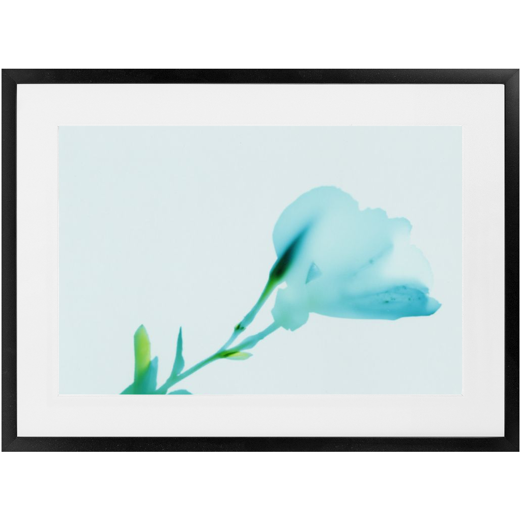 Polaroid Colour Study