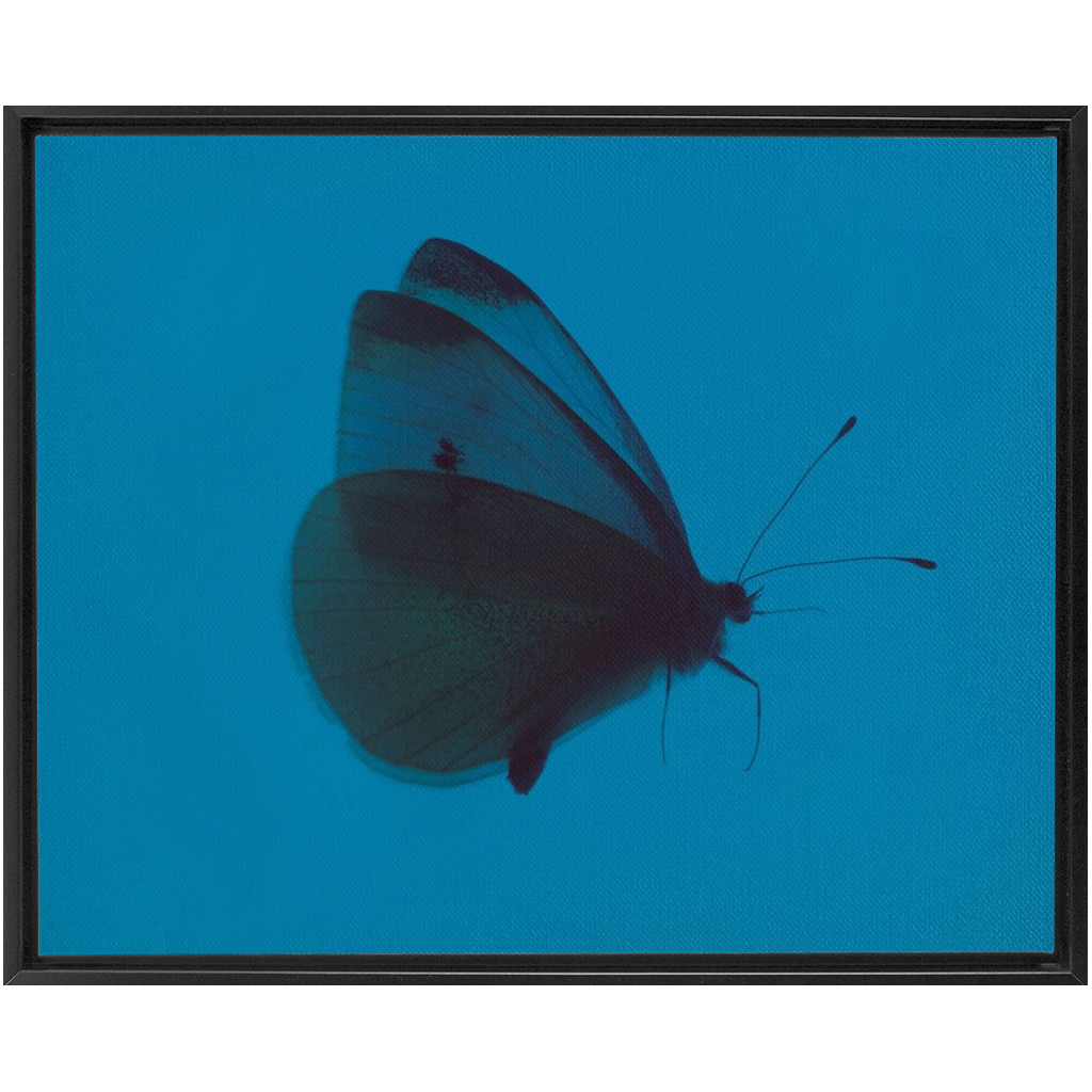 Butterfly Study