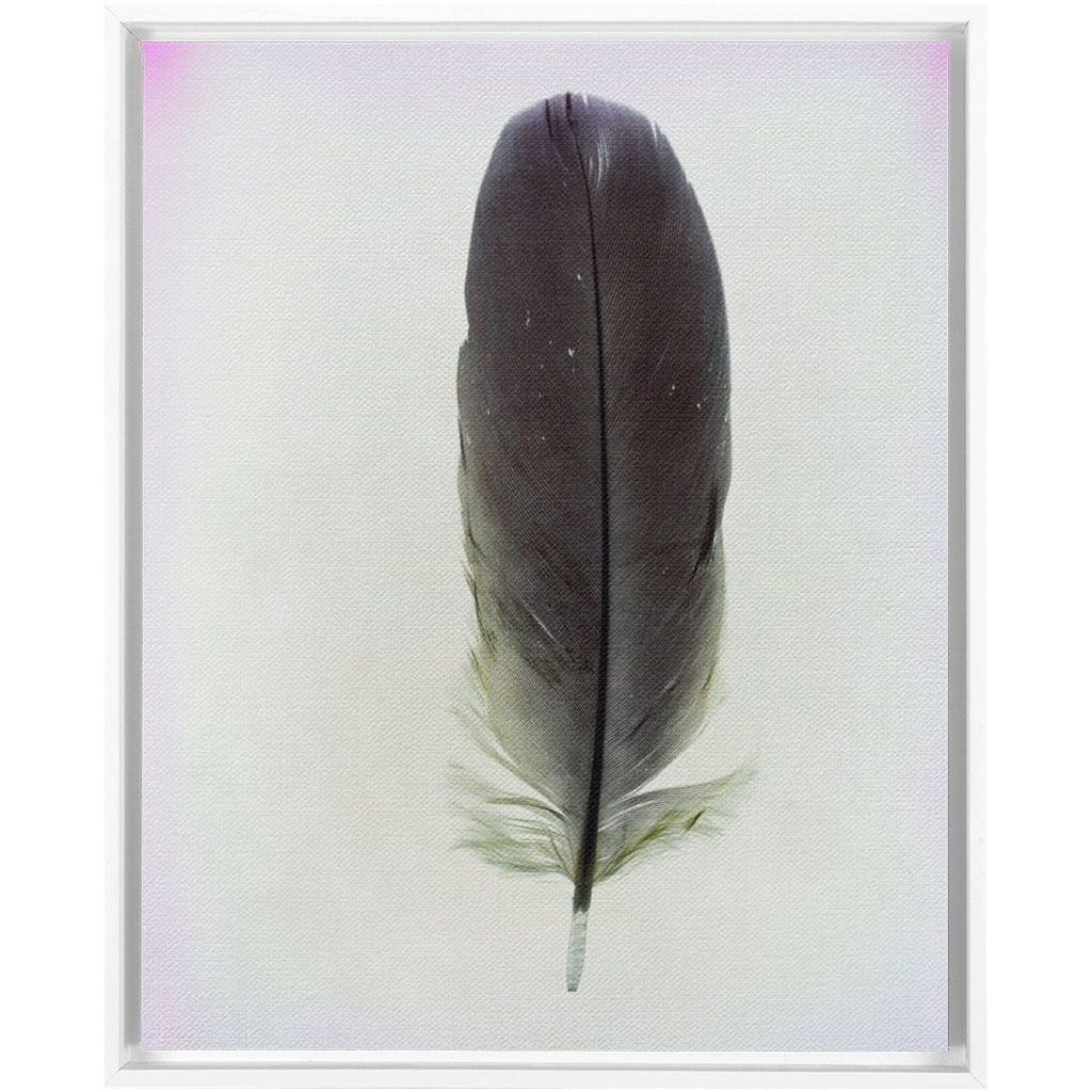 Feather Study