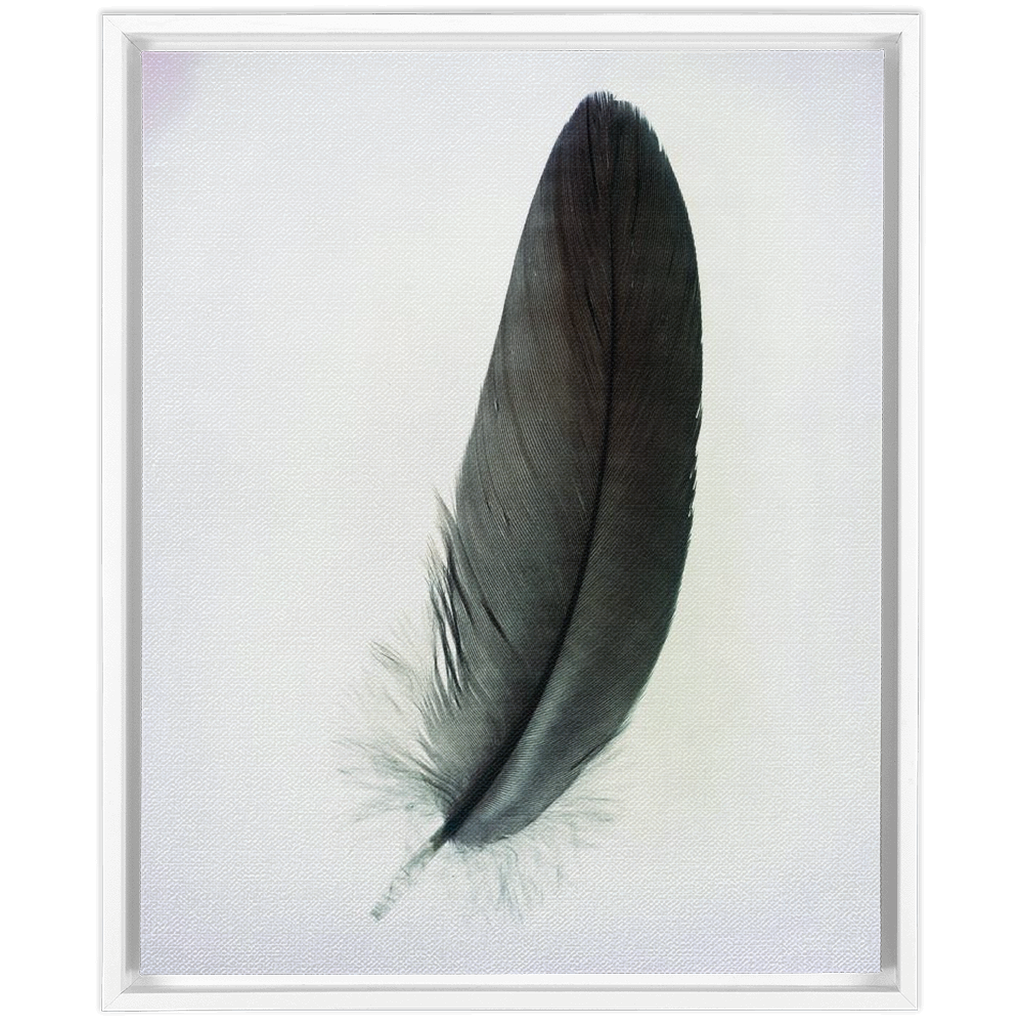 Feather Study