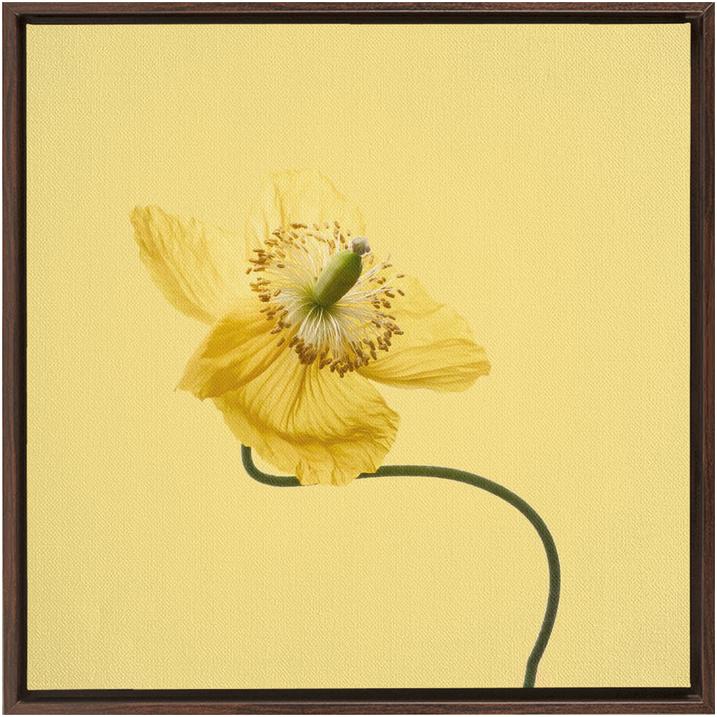 Yellow Poppy 2 on Yellow