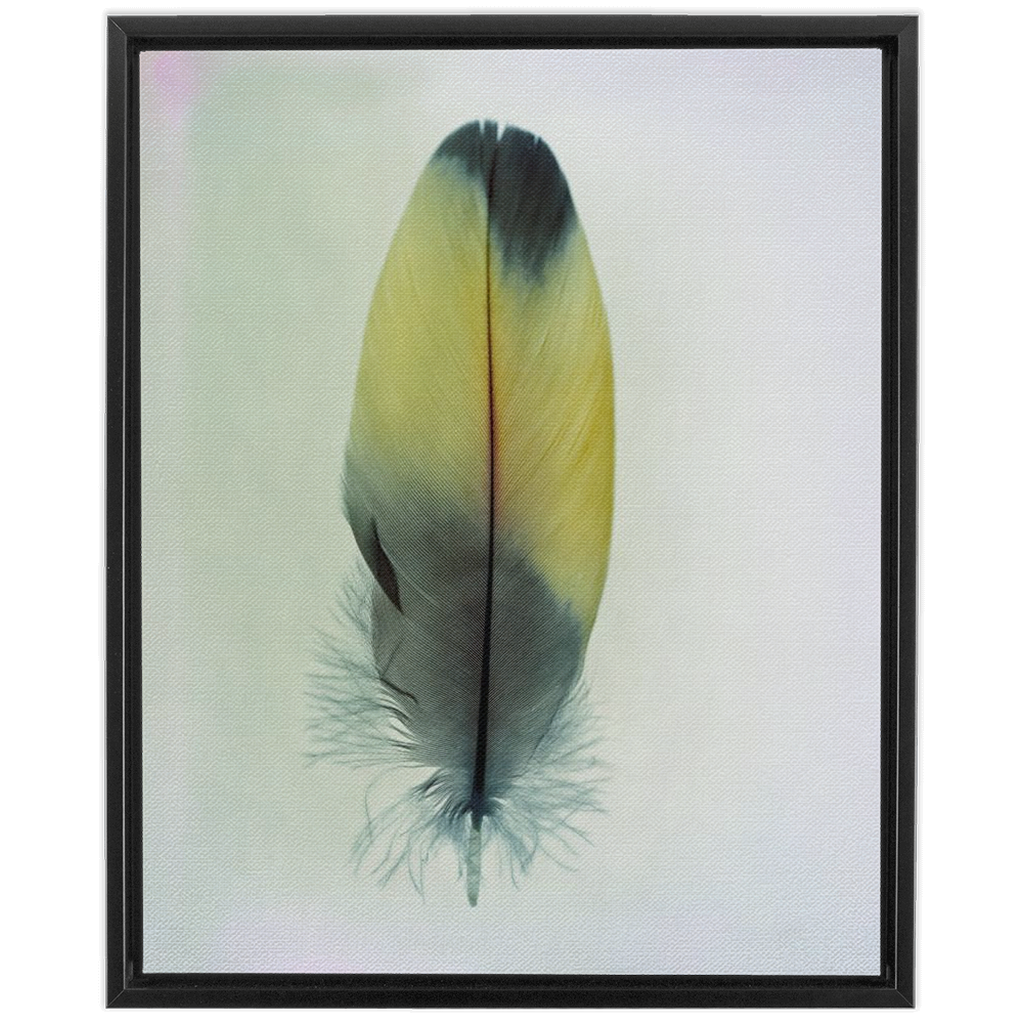 Feather Study