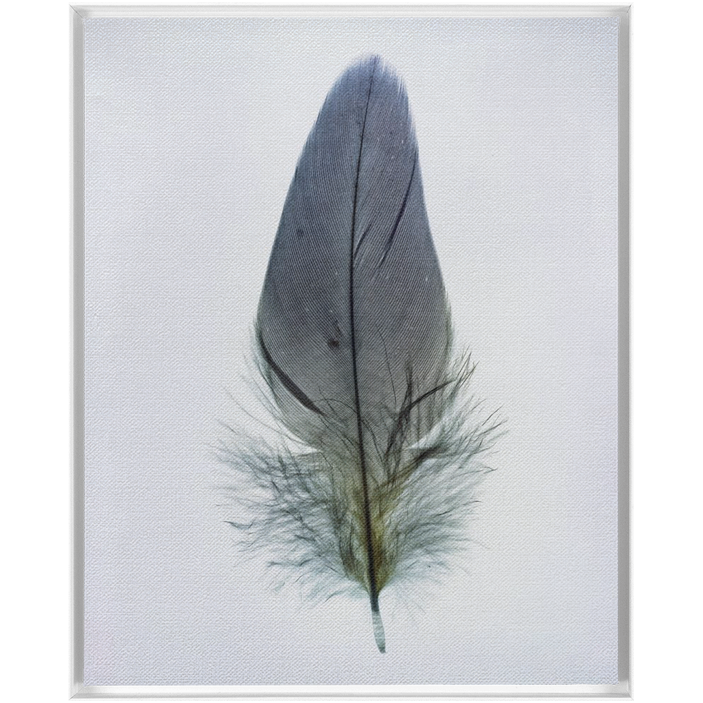 Feather Study