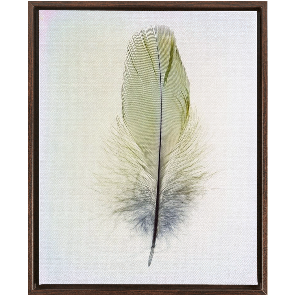 Feather Study
