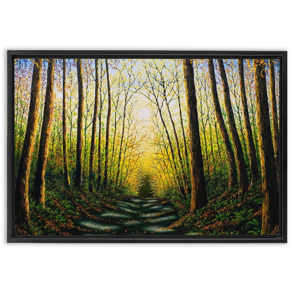 Patterns Of Forest Light