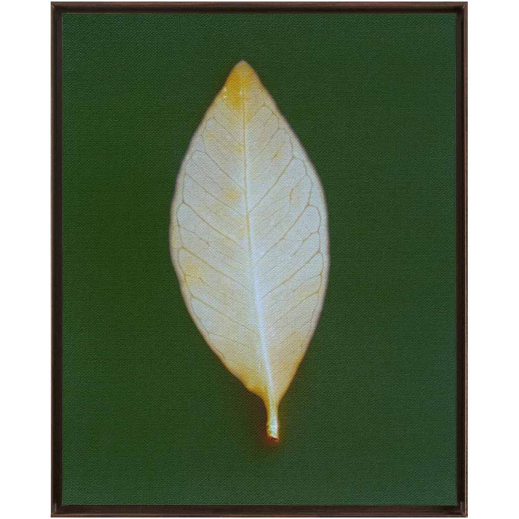 Guava Leaf