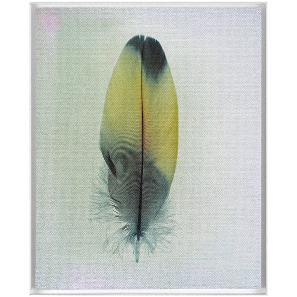 Feather Study