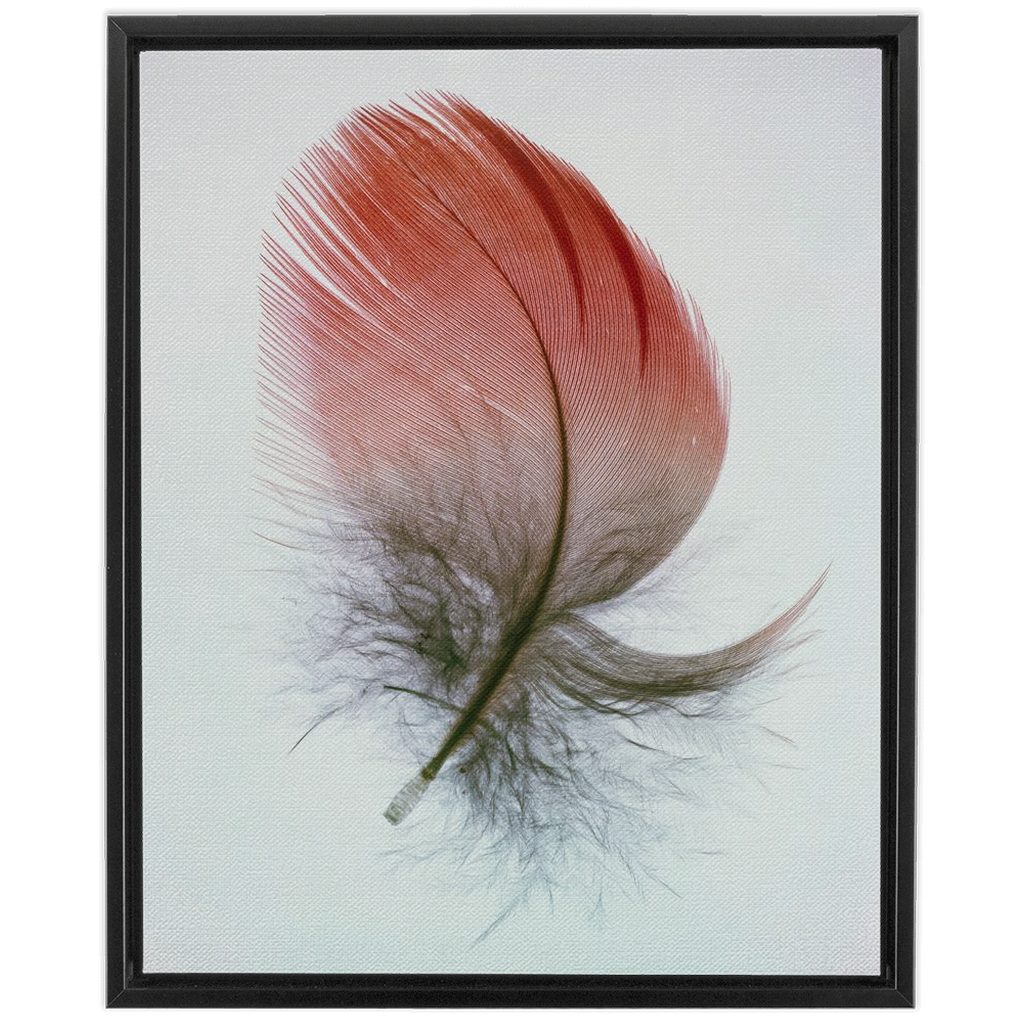 Feather Study