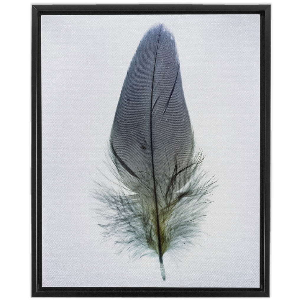 Feather Study