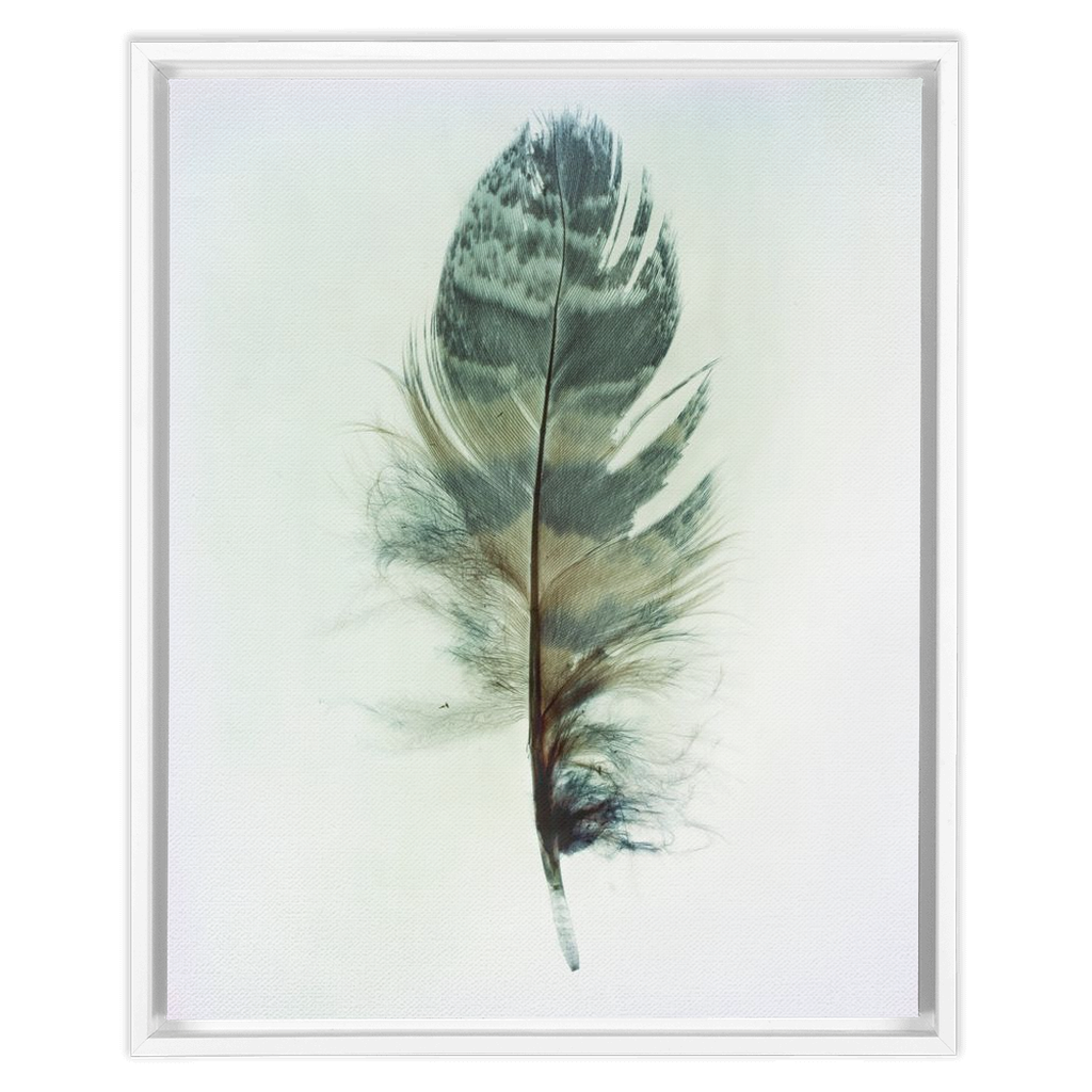 Feather Study