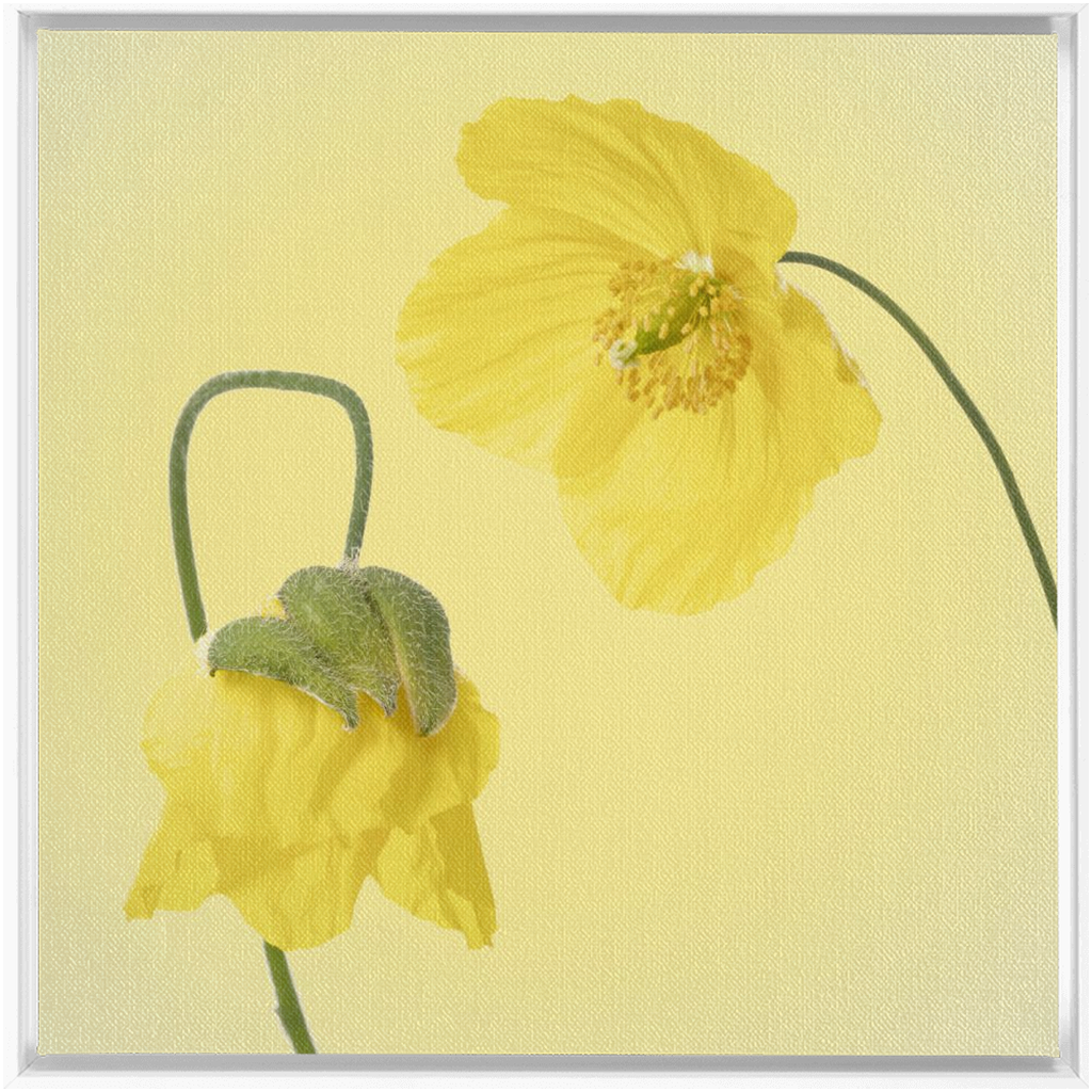 Two Yellow Poppies