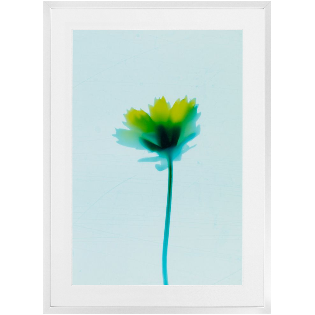 Polaroid Colour Study