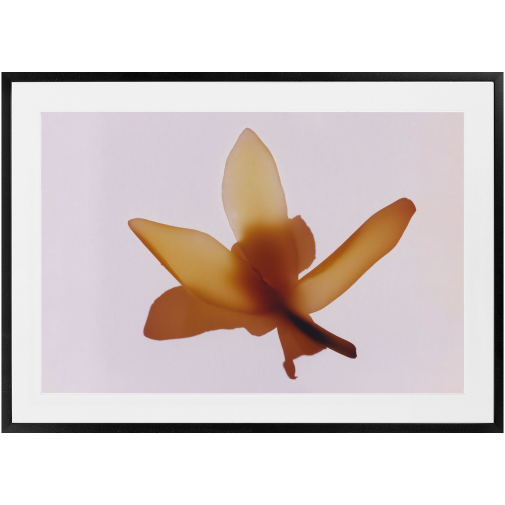 Polaroid Colour Study