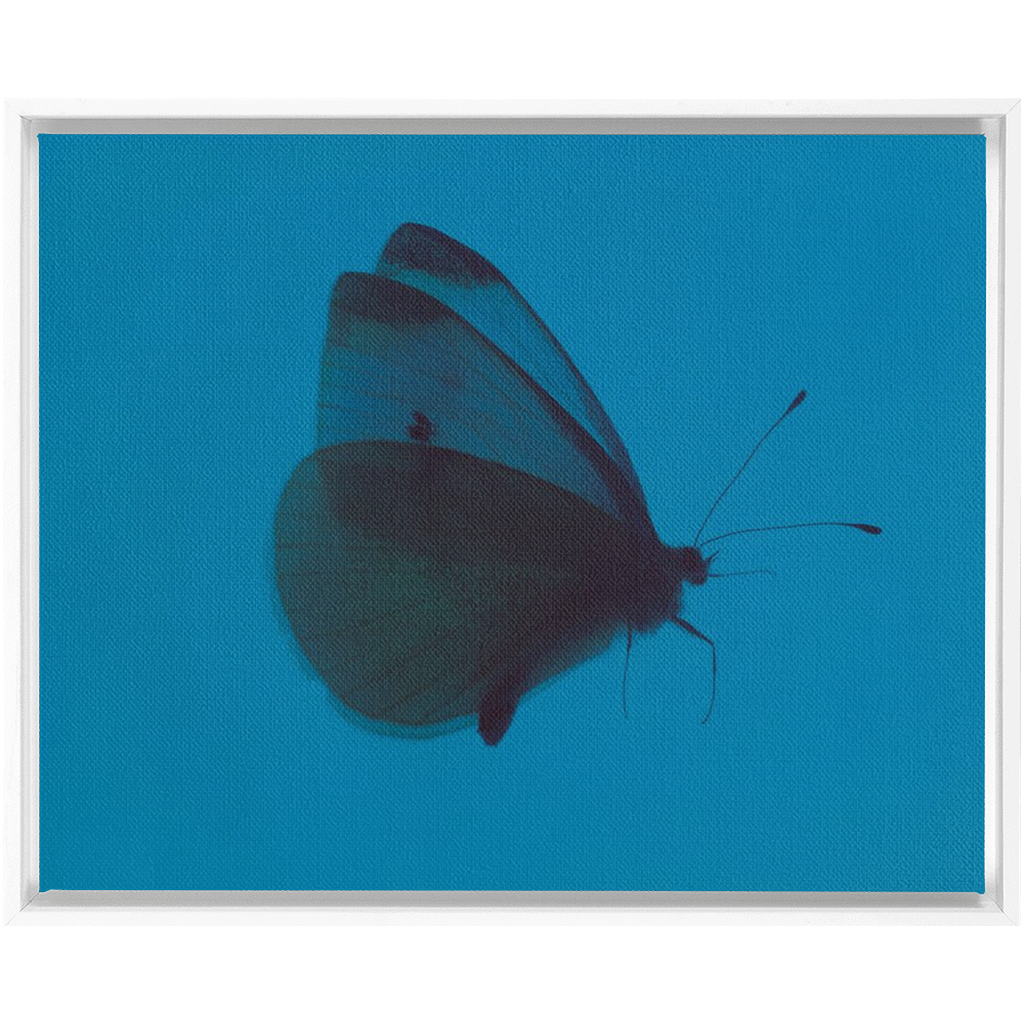 Butterfly Study