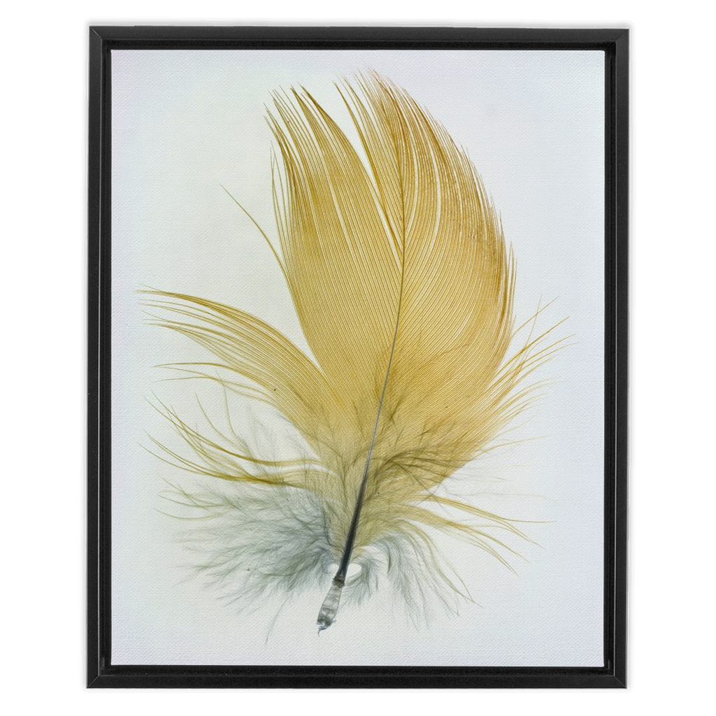 Feather Study