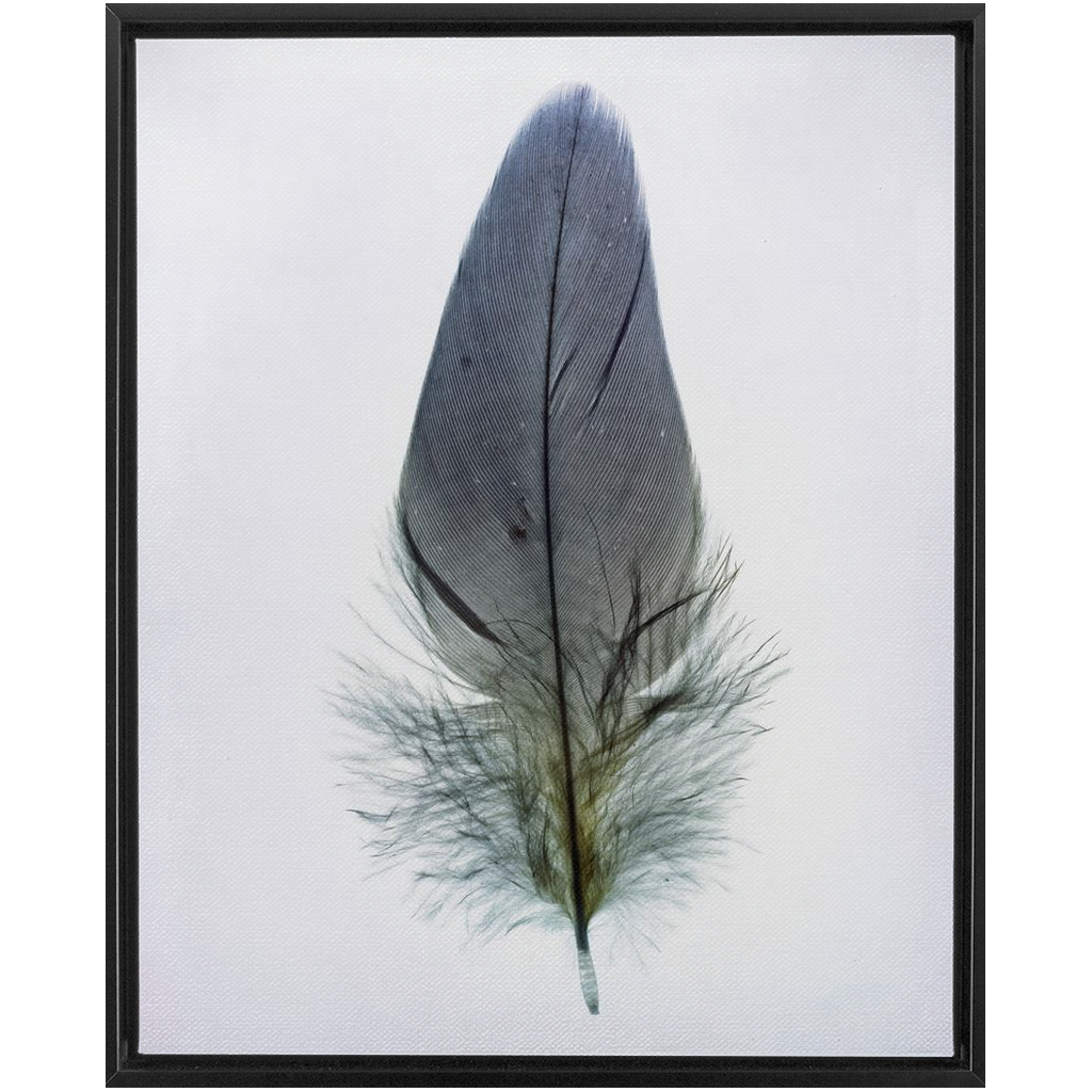 Feather Study