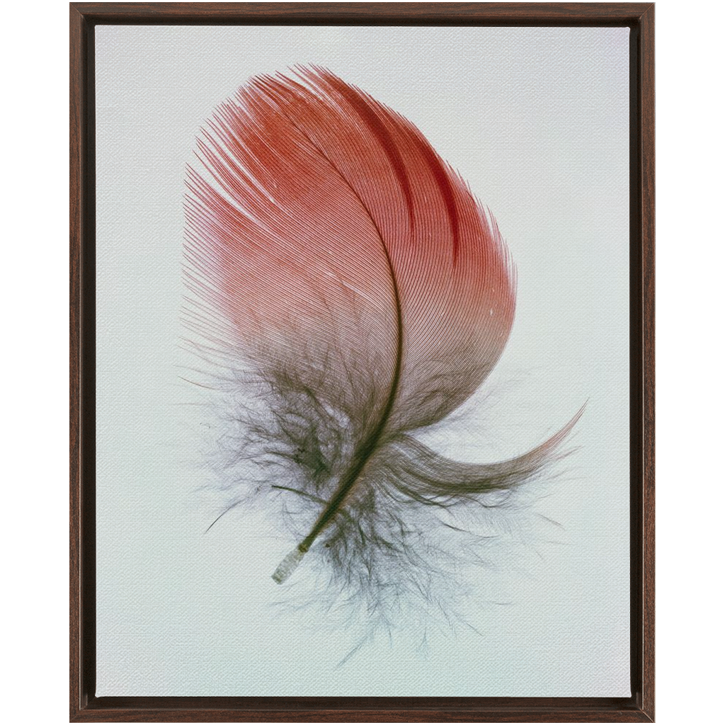 Feather Study