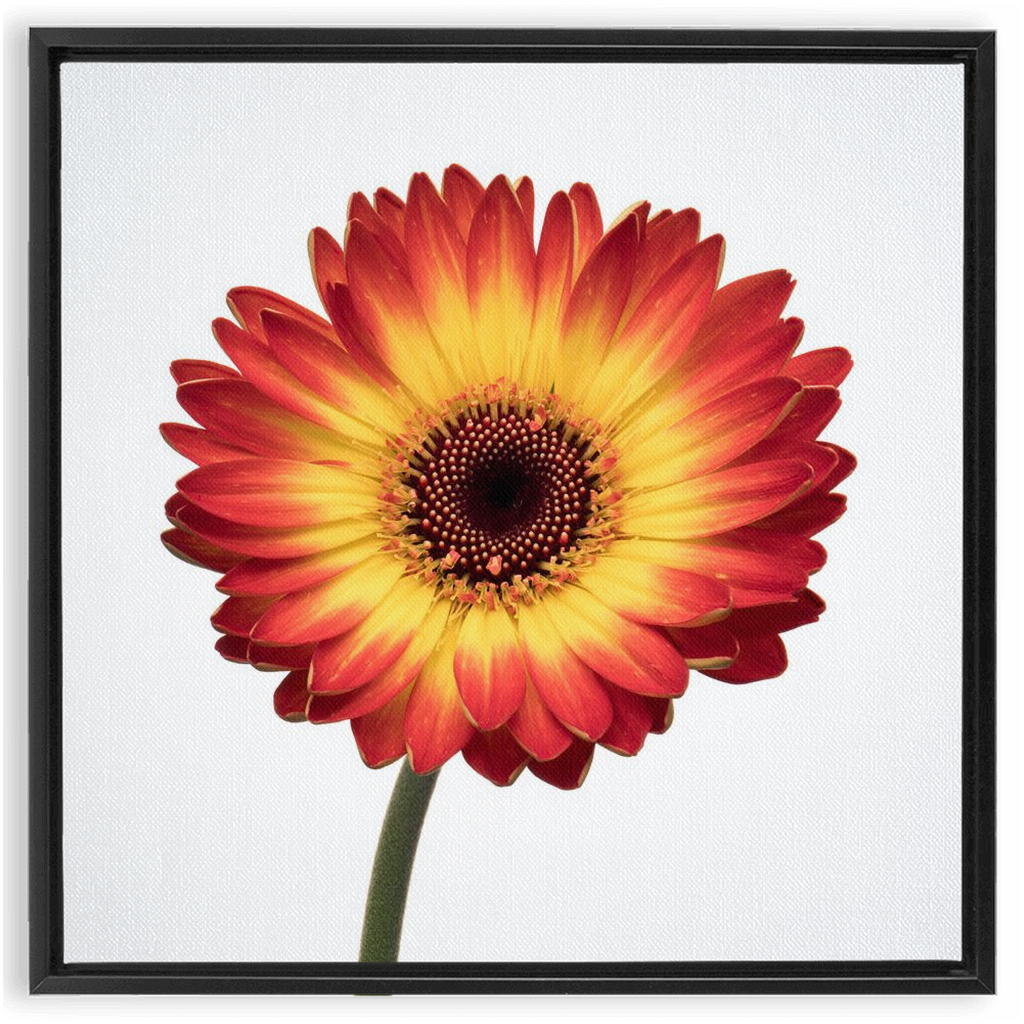 Flaming Gerbera