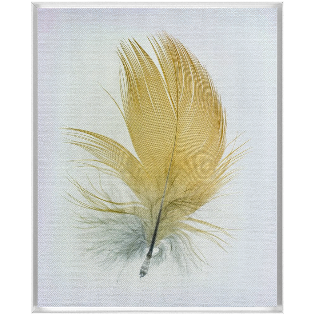 Feather Study
