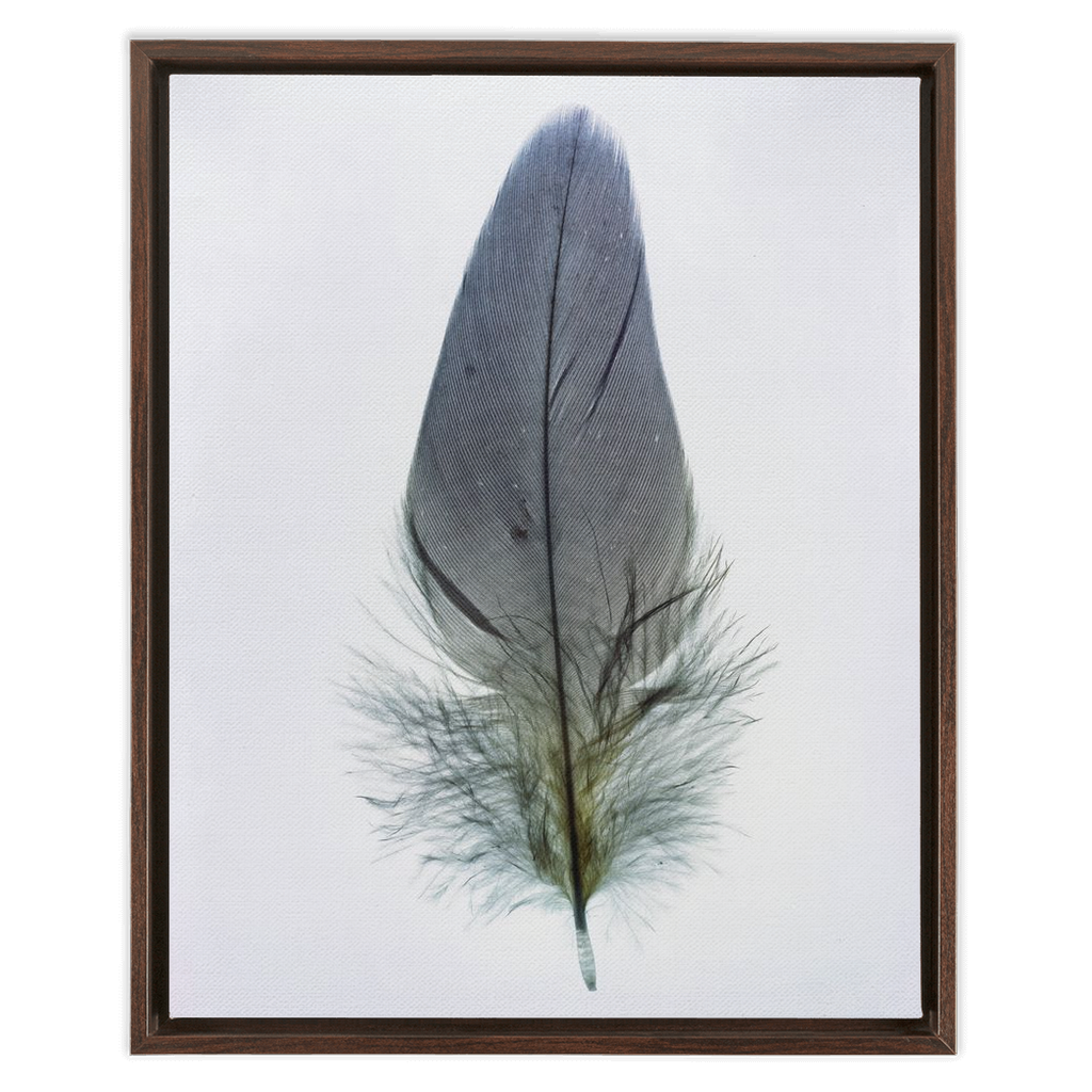 Feather Study