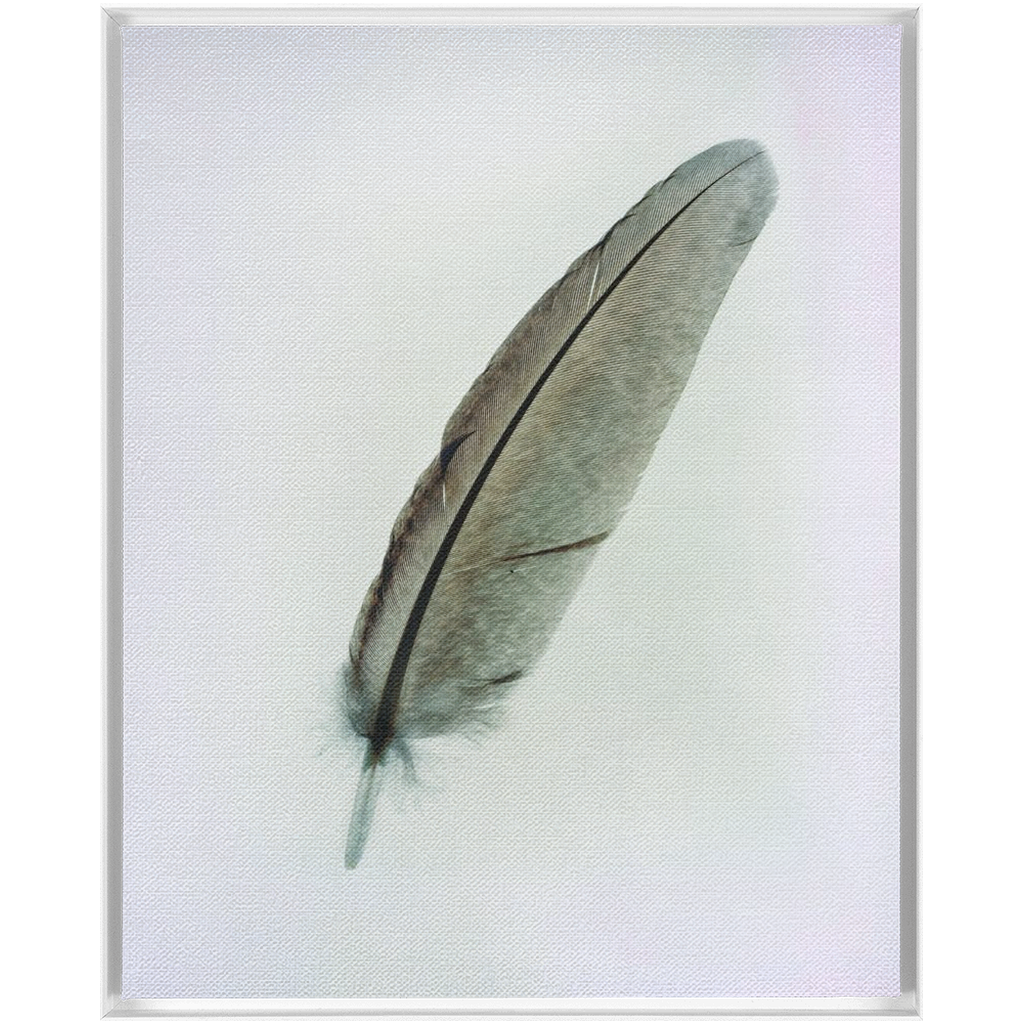 Feather Study