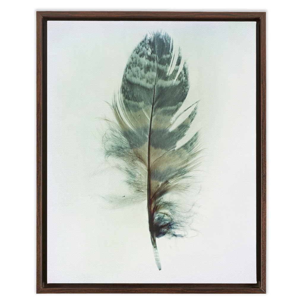 Feather Study