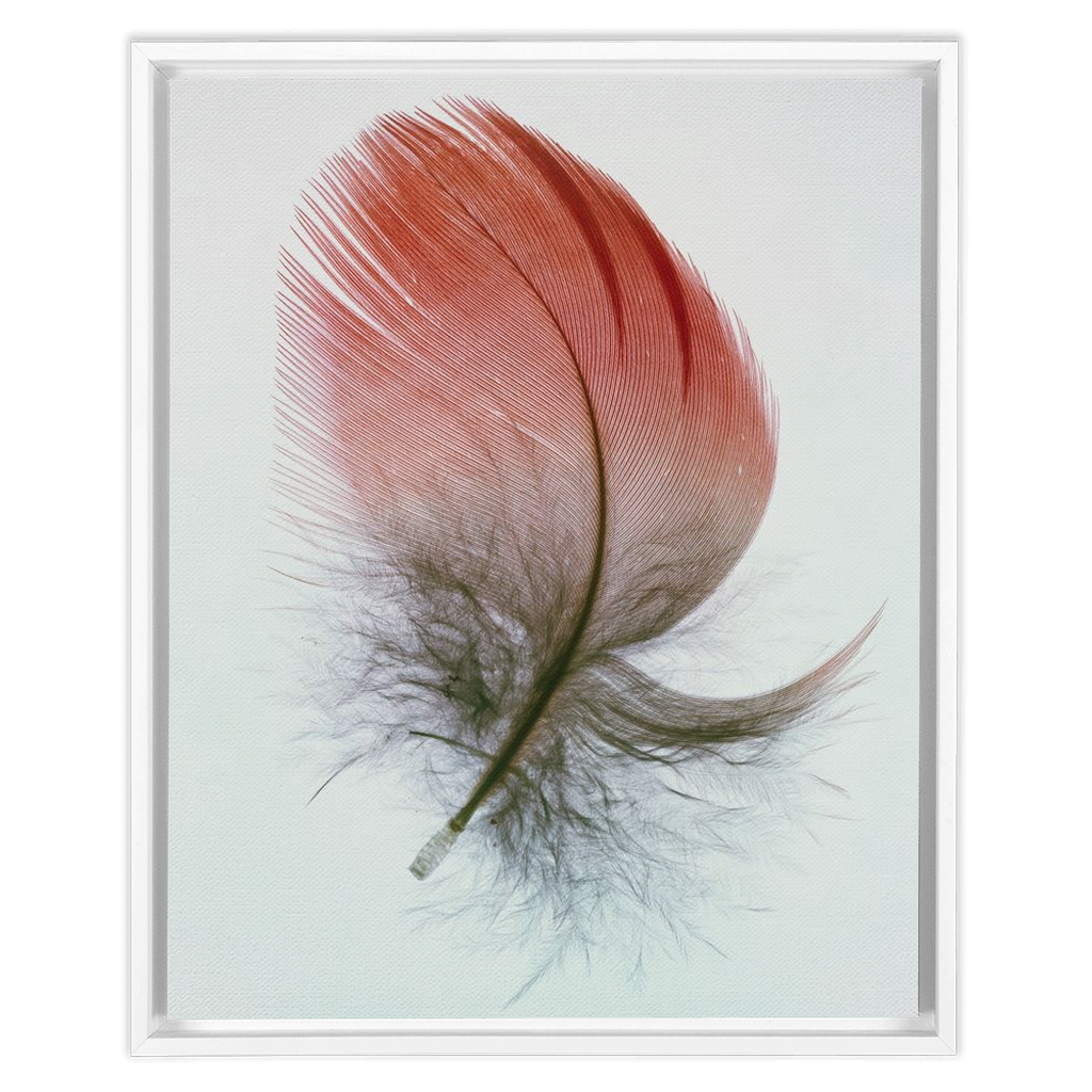 Feather Study