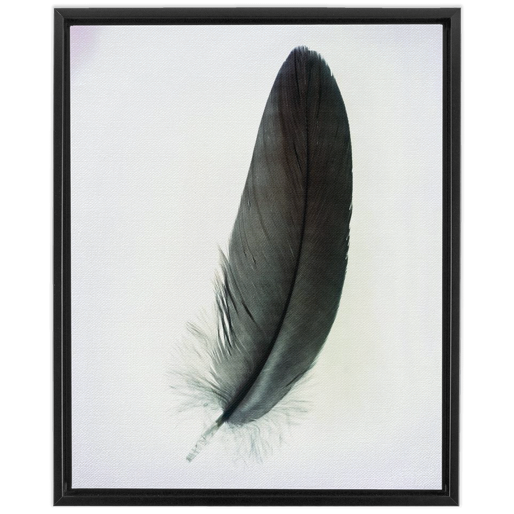 Feather Study