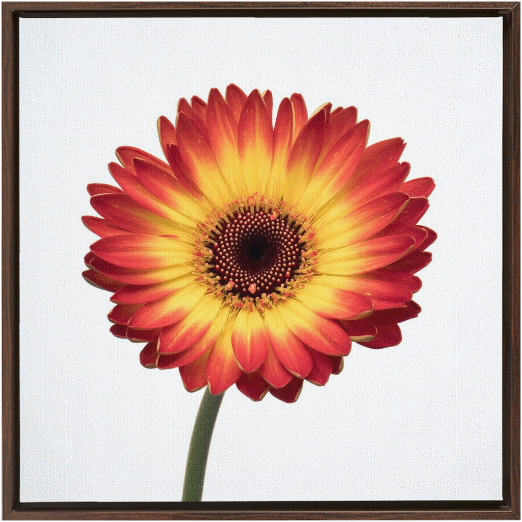 Flaming Gerbera