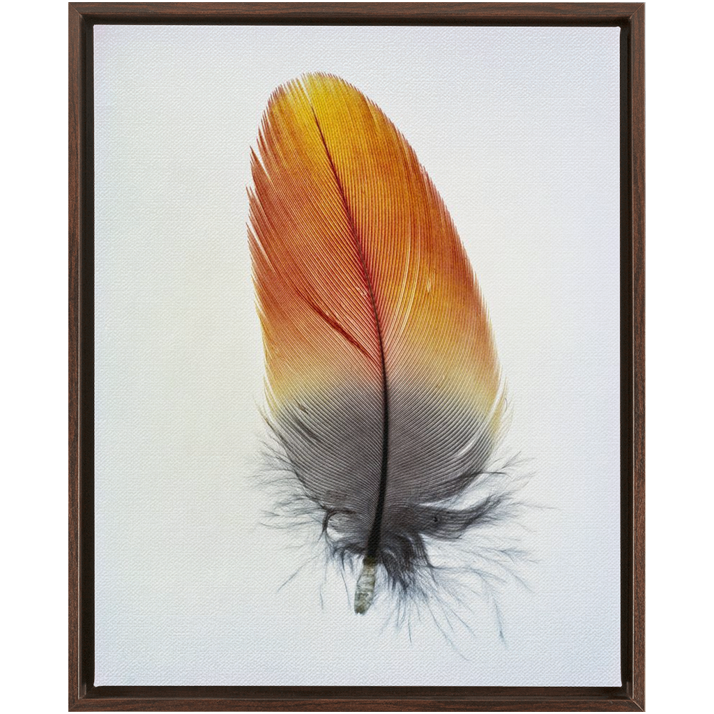 Feather Study